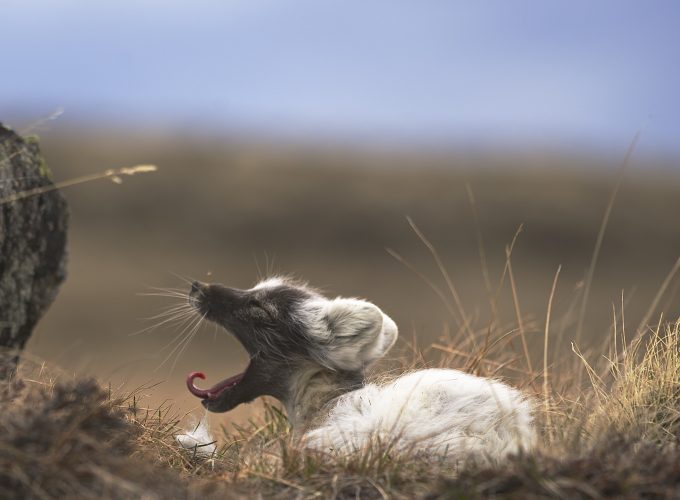 Wallpaper Arctic fox, West Greenland, animal, nature, grey, brown, white, rest, tourism, Animals 962925013